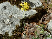 Aurinia saxatilis 6, Rotsschildzaad, Saxifraga-Ed Stikvoort : Melissani grot Drakopoulata - Sami Kefalonia s9900