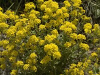 Aurinia saxatilis ssp saxatilis 2, Saxifraga-Jan van der Straaten