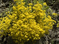 Aurinia saxatilis ssp saxatilis 3, Rotsschildzaad, Saxifraga-Jan van der Straaten