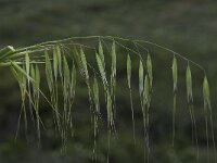 Avena barbata ssp lusitanica 2, Saxifraga-Willem van Kruijsbergen