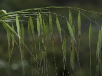 Avena barbata ssp lusitanica 3, Saxifraga-Willem van Kruijsbergen