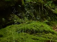 Avenella flexuosa 22, Bochtige smele, Saxifraga-Ed Stikvoort : rondom Pont Neuf en Chalmazel s9900