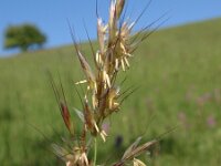 Avenula pubescens 2, Zachte haver, Saxifraga-Jan Willem Jongepier