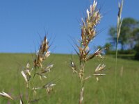 Avenula pubescens 3, Zachte haver, Saxifraga-Jan Willem Jongepier