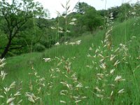 Avenula pubescens 4, Zachte haver, Saxifraga-Jan Willem Jongepier