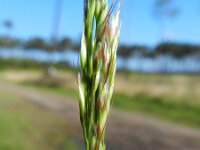 Avenula pubescens 5, Zachte haver, Saxifraga-Rutger Barendse
