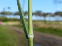 Avenula pubescens 6, Zachte haver, Saxifraga-Rutger Barendse