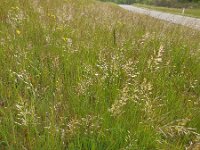 Avenula pubescens 7, Zachte haver, Saxifraga-Ed Stikvoort