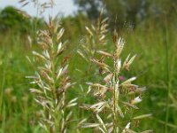 Avenula pubescens 8, Zachte haver, Saxifraga-Ed Stikvoort