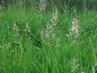 Avenula pubescens 9, Zachte haver, Saxifraga-Ed Stikvoort
