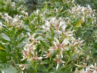 Baccharis halimifolia 10, Struikaster, Saxifraga-Rutger Barendse