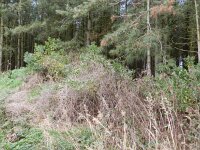 Baccharis halimifolia 11, Struikaster, Saxifraga-Rutger Barendse