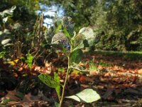 Baccharis halimifolia 3, Struikaster, Saxifraga-Rutger Barendse