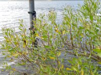 Baccharis halimifolia 5, Struikaster, Saxifraga-Rutger Barendse