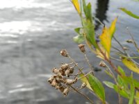Baccharis halimifolia 7, Struikaster, Saxifraga-Rutger Barendse