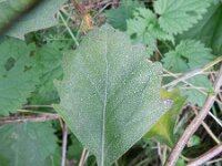 Baccharis halimifolia 9, Struikaster, Saxifraga-Rutger Barendse
