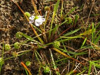 Baldellia ranunculoides 33, Stijve moerasweegbree, Saxifraga-Hans Grotenhuis