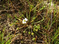 Baldellia ranunculoides 34, Stijve moerasweegbree, Saxifraga-Hans Grotenhuis