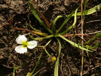 Baldellia ranunculoides 35, Stijve moerasweegbree, Saxifraga-Hans Grotenhuis