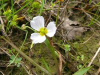 Baldellia ranunculoides ssp ranunculoides 30, Stijve moerasweegbree, Saxifraga-Hans Grotenhuis