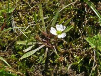 Baldellia ranunculoides ssp ranunculoides 31, Stijve moerasweegbree, Saxifraga-Hans Grotenhuis