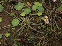 Baldellia ranunculoides ssp ranunculoides 40, Stijve moerasweegbree, Saxifraga-Hans Boll