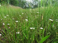 Baldellia ranunculoides ssp ranunculoides 6, Stijve moerasweegbree, Saxifraga-Mark Zekhuis