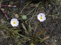 Baldellia ranunculoides ssp repens 32, Kruipende moerasweegbree, Saxifraga-Willem van Kruijsbergen