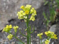 Barbarea rupicola 2, Saxifraga-Rutger Barendse