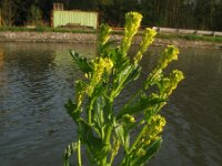 Barbarea stricta 10, Stijf barbarakruid, Saxifraga-Rutger Barendse