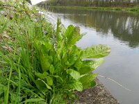 Barbarea stricta 12, Stijf barbarakruid, Saxifraga-Rutger Barendse