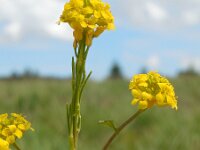 Barbarea stricta 13, Stijf barbarakruid, Saxifraga-Ed Stikvoort