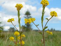 Barbarea stricta 14, Stijf barbarakruid, Saxifraga-Ed Stikvoort