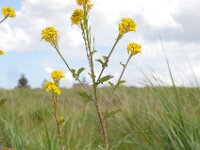 Barbarea stricta 15, Stijf barbarakruid, Saxifraga-Ed Stikvoort