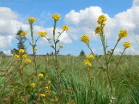 Barbarea stricta 16, Stijf barbarakruid, Saxifraga-Ed Stikvoort