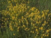 Barbarea stricta 18, Stijf barbarakruid, Saxifraga-Jan van der Straaten