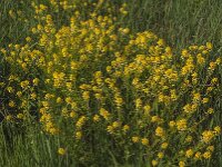 Barbarea stricta 3, Stijf barbarakruid, Saxifraga-Jan van der Straaten