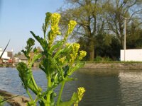 Barbarea stricta 4, Stijf barbarakruid, Saxifraga-Rutger Barendse