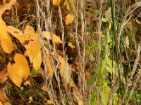 Barbarea stricta 5, Stijf barbarakruid, Saxifraga-Rutger Barendse