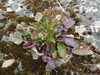 Barbarea stricta 6, Stijf barbarakruid, Saxifraga-Rutger Barendse