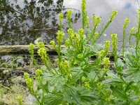 Barbarea stricta 7, Stijf barbarakruid, Saxifraga-Rutger Barendse
