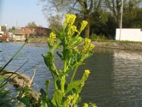 Barbarea stricta 8, Stijf barbarakruid, Saxifraga-Rutger Barendse