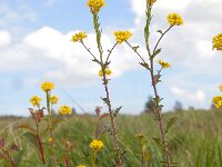 Barbarea stricta 9, Stijf barbarakruid, Saxifraga-Ed Stikvoort