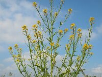 Barbarea verna 10, Vroeg barbarakruid, Saxifraga-Ed Stikvoort
