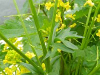 Barbarea vulgaris 10, Gewoon barbarakruid, Saxifraga-Rutger Barendse