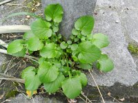 Barbarea vulgaris 11, Gewoon barbarakruid, Saxifraga-Rutger Barendse