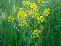 Barbarea vulgaris 12, Gewoon barbarakruid, Saxifraga-Ed Stikvoort