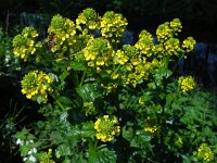 Barbarea vulgaris 13, Gewoon barbarakruid, Saxifraga-Ed Stikvoort