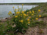 Barbarea vulgaris 15, Gewoon barbarakruid, Saxifraga-Peter Meininge