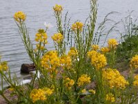 Barbarea vulgaris 16, Gewoon barbarakruid, Saxifraga-Peter Meininger